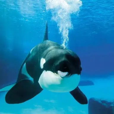 Profile image of 범고래