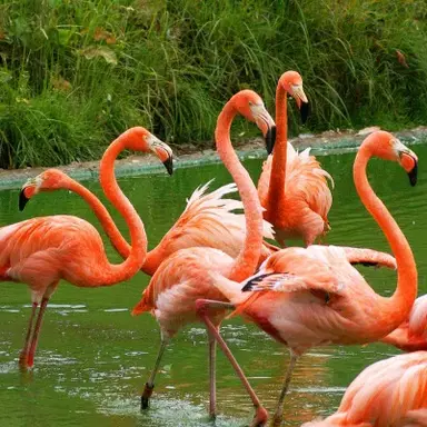 Profile image of 플라밍고