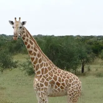 Profile image of 기린