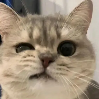 Profile image of 이토시 사에