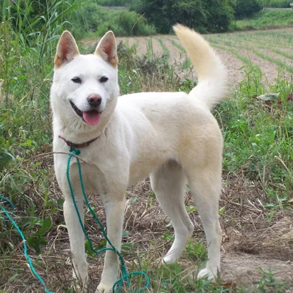 백구 대표 이미지