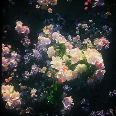 Profile image of ハン