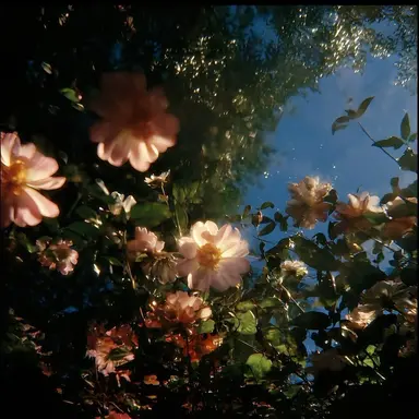 Profile image of ジニ