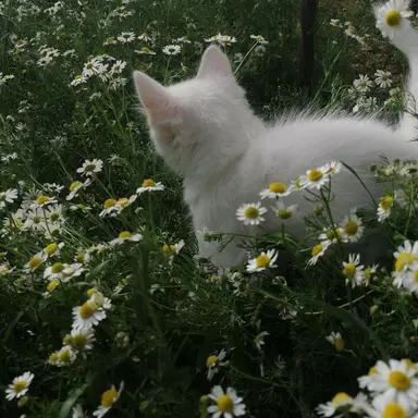 Profile image of リノ