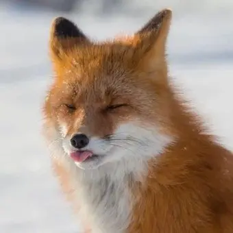 Profile image of 양정인