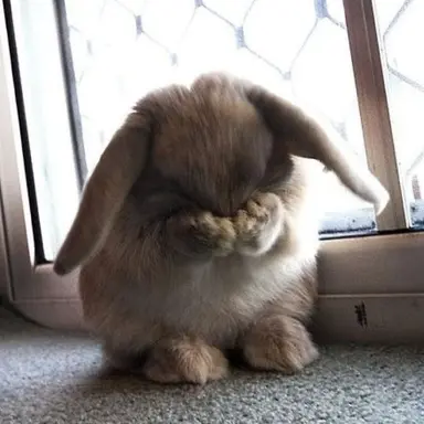 Profile image of スンチョラ