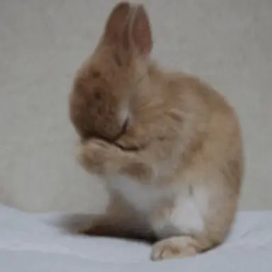 Profile image of シュア