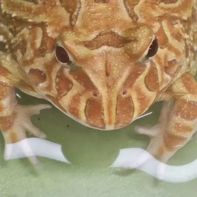 Profile image of 여우