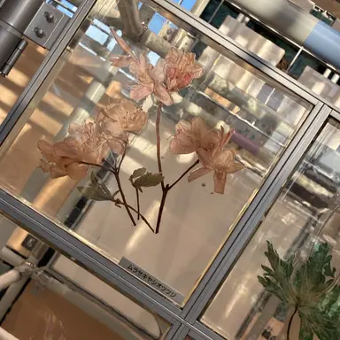 Profile image of 冬雪 楓華