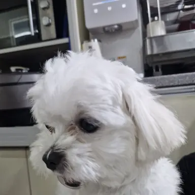 Profile image of 몽치