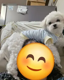 Profile image of 몽치