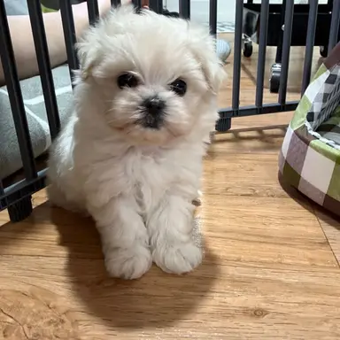 Profile image of 몽치