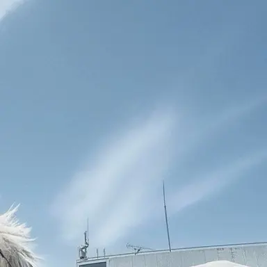 Profile image of 五条悟
