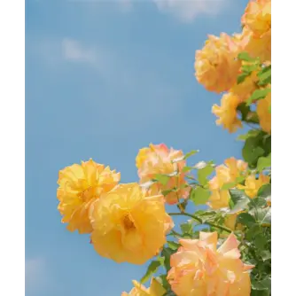 Profile image of 제작자입니당