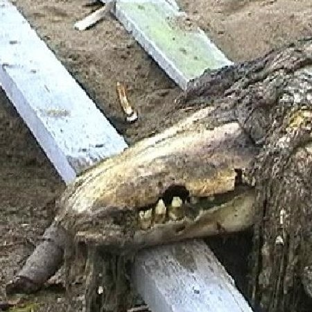 scp 682 대표 이미지
