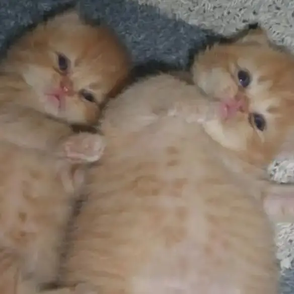 ThinPuli9334의 쫄쫄이 패밀리 학교