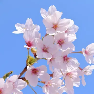 Profile image of 桜田ミヨ