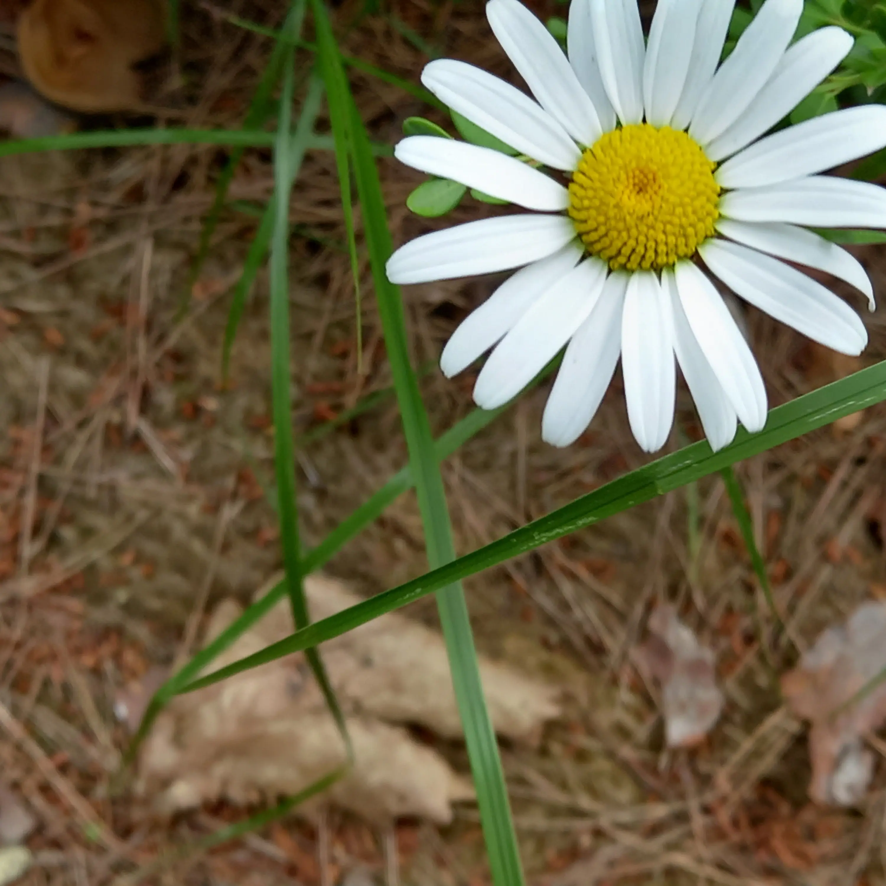 CostlyMenu3924의 권지용