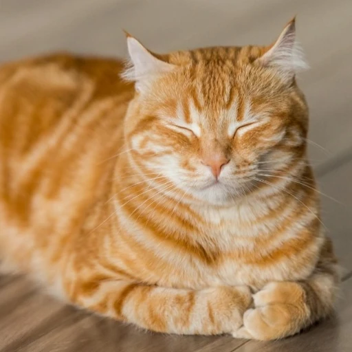 냥냥이