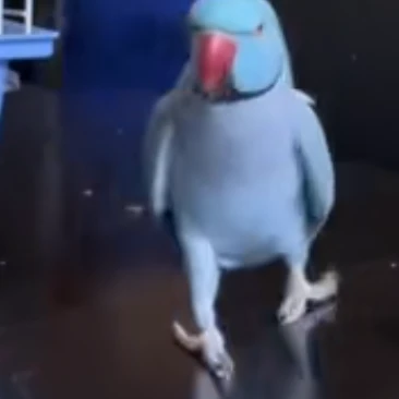 베리