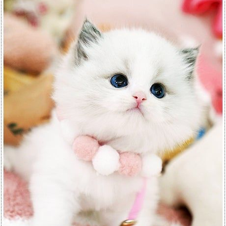 고양이 키우기! 대표 이미지