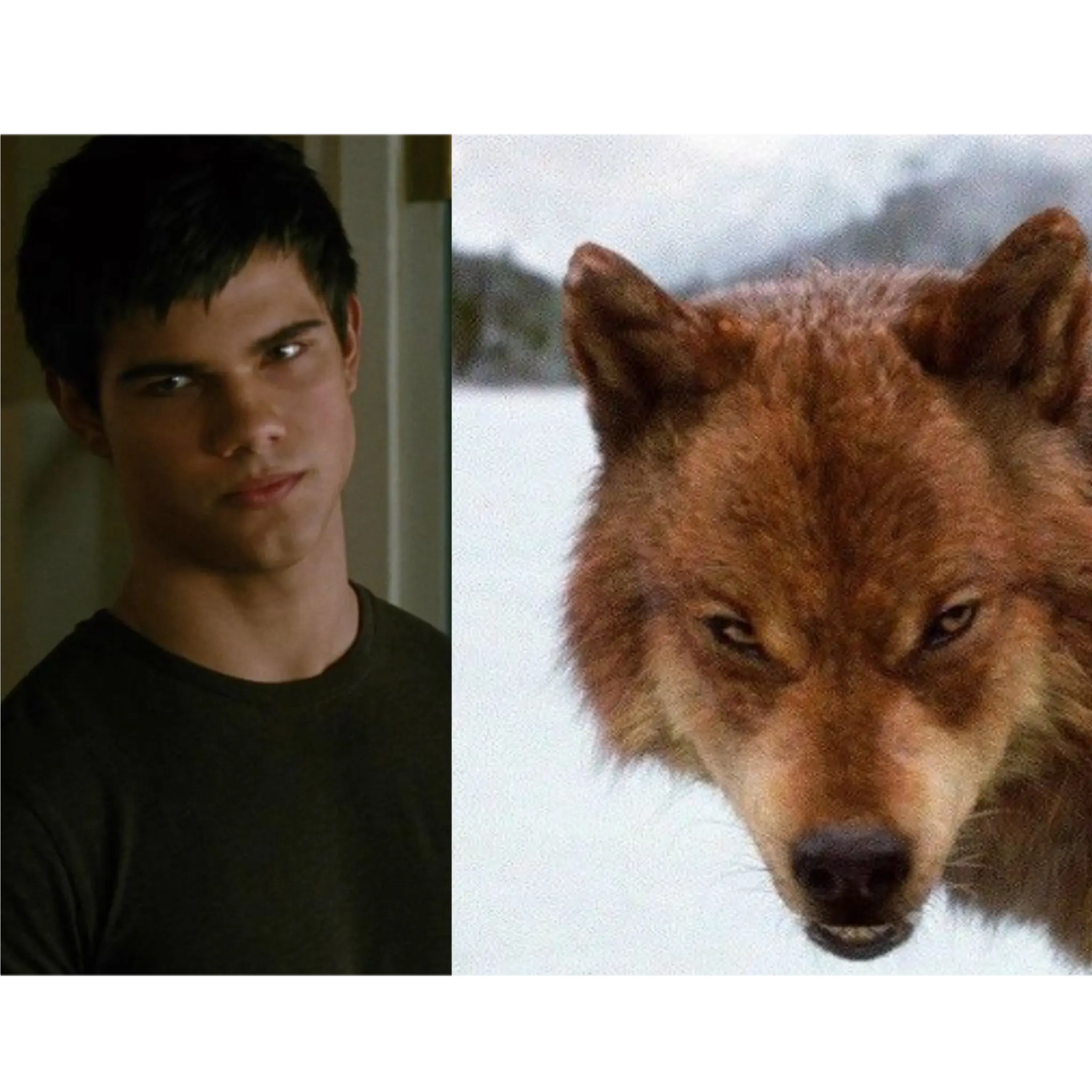BoredSun0477의 Jacob Black ♤| New Girl in Town |♤