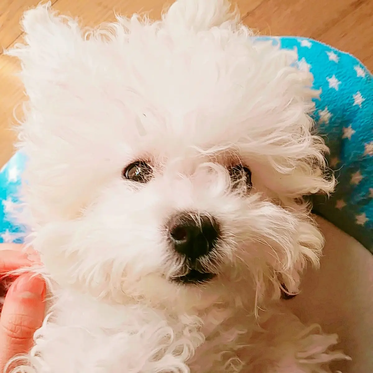 AbleSon7681의 간지럼을잘타는꾸형우오빠가 자꾸간지럼핌