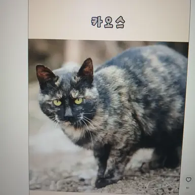 Profile image of 카오스