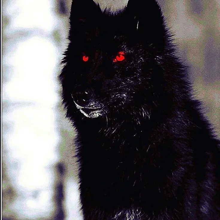DangerShark20의 Something's wrong with THAT dog...