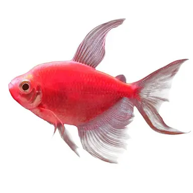 Profile image of 일광
