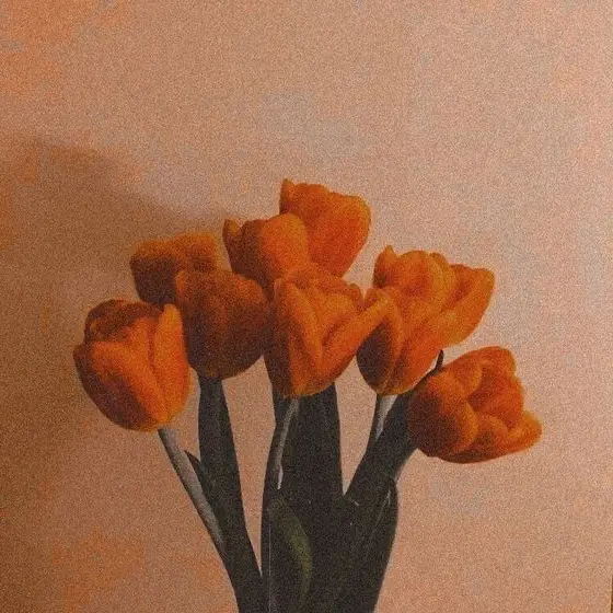 .-.o의 코마