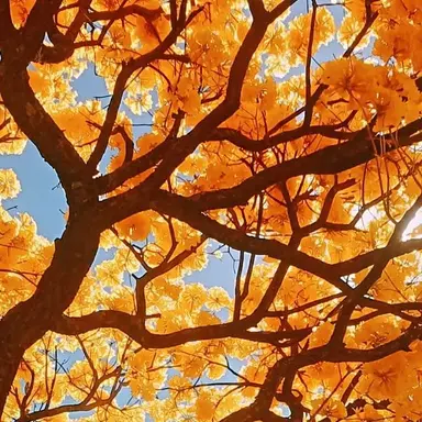 Profile image of トッケ