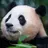 푸바오