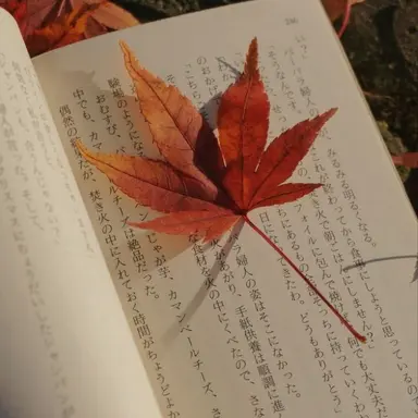 Profile image of 코마