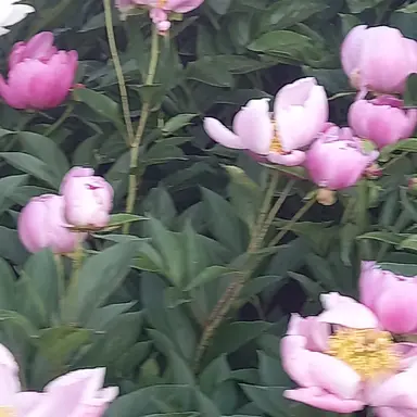 Profile image of 스타더스트