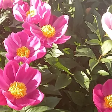 Profile image of 달빛술사