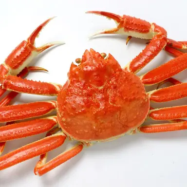 Profile image of カニ
