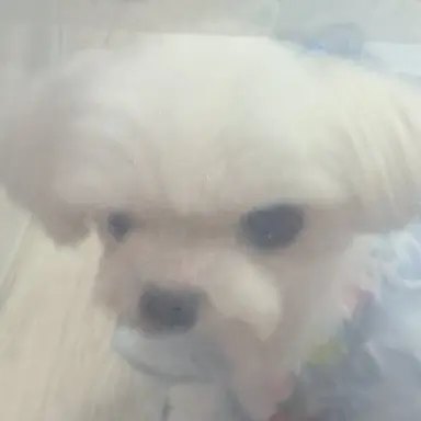 Profile image of 오라니