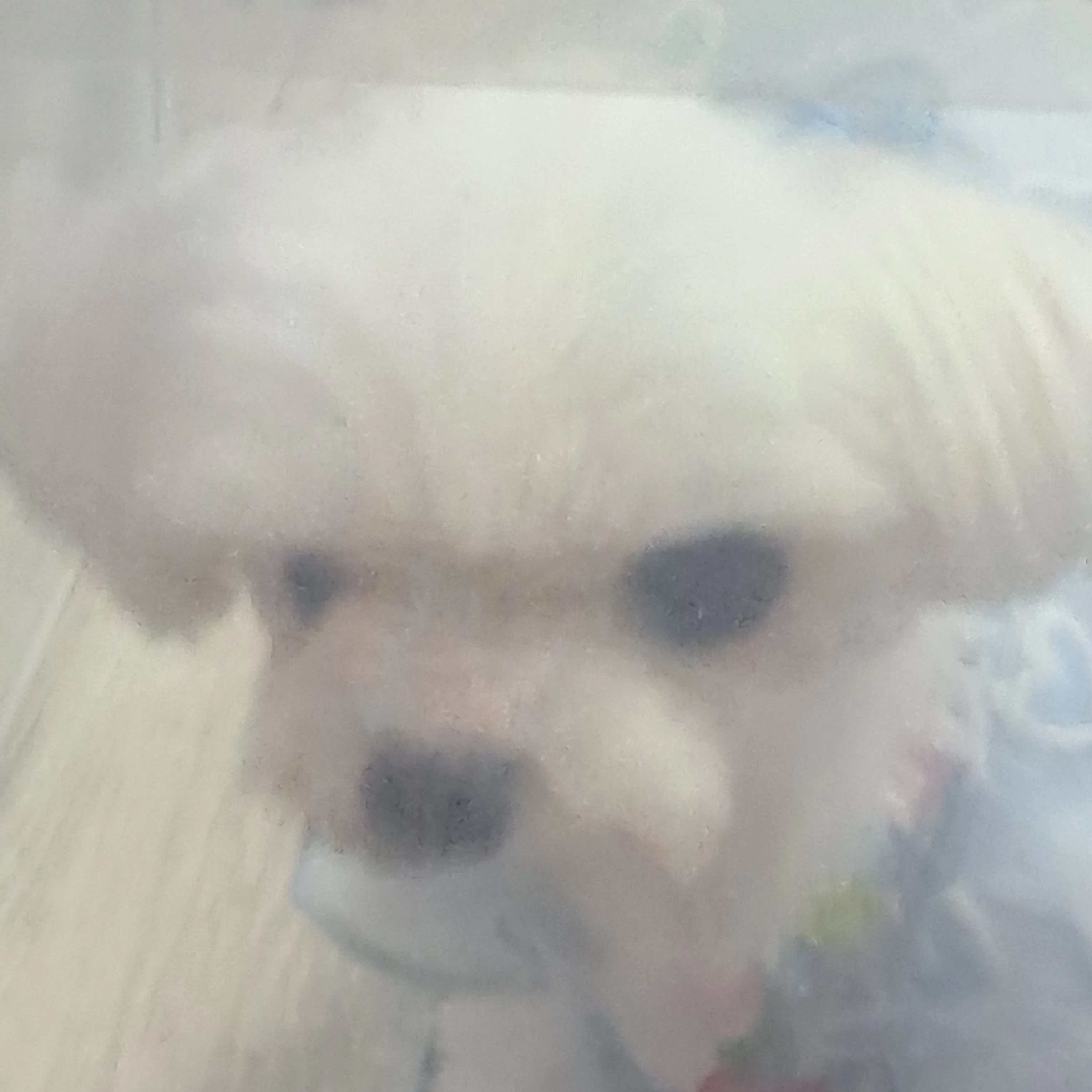오라니