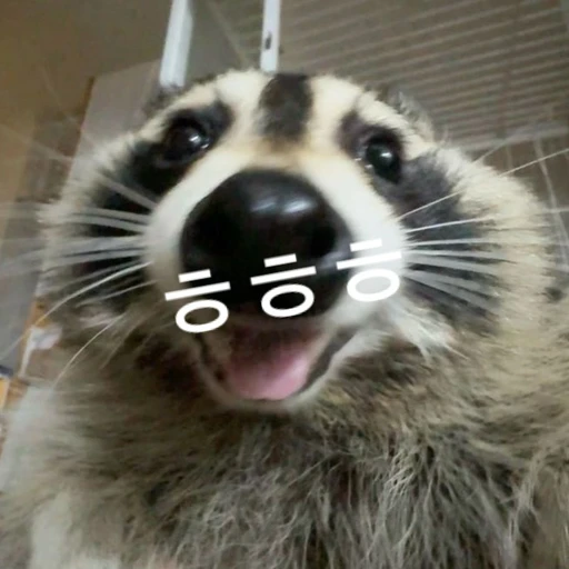 라쿤