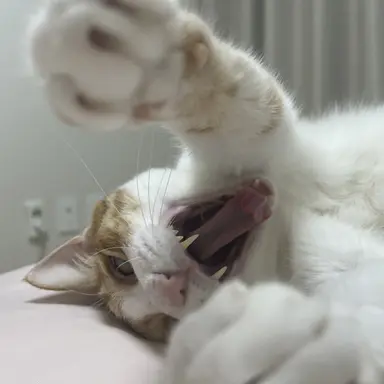 Profile image of 스키즈