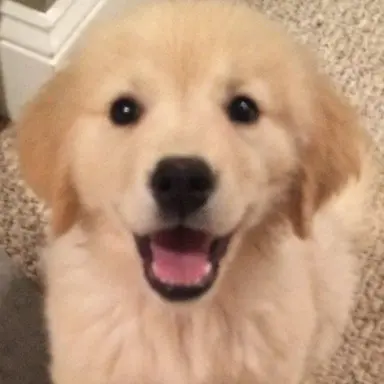 Profile image of 콩이