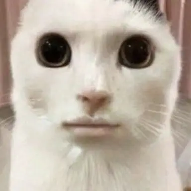 Profile image of 냥이