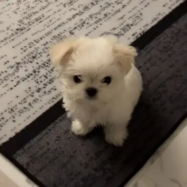 Profile image of 토리