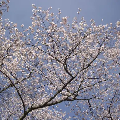 Profile image of キャラクター