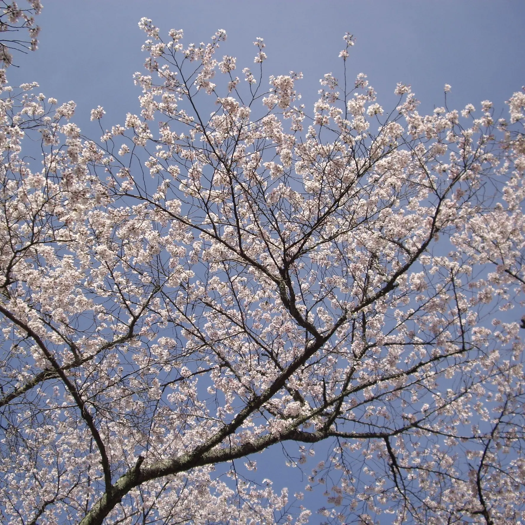 InlandStew4979의 K-POPアイドルの王者の私