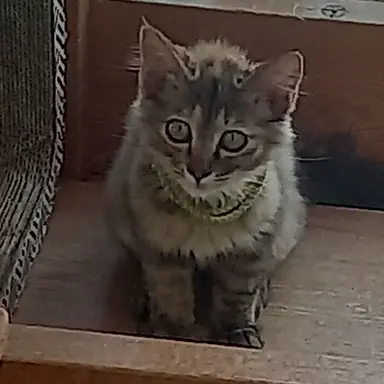 Profile image of 덕경장-덕개