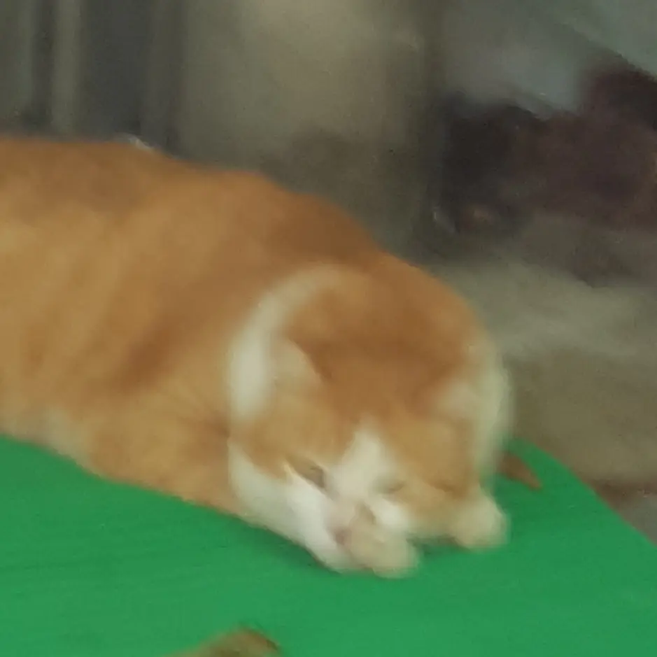 hjy9901008의 흙탕냥이