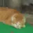 흙탕냥이