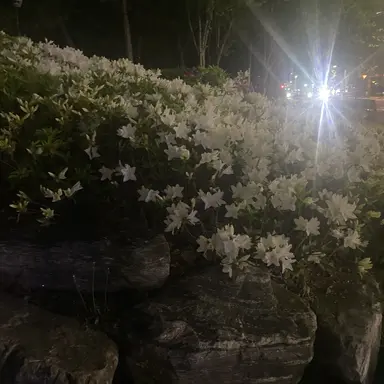 Profile image of 최연준